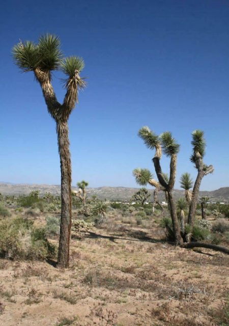 See Need Want Travel Guide To Palm Springs Joshua Tree National Park 1