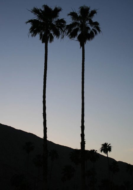 See Need Want Travel Guide To Palm Springs Mt San Jacinto